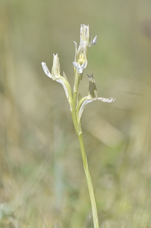 Orchidee Venete 2026 - 1