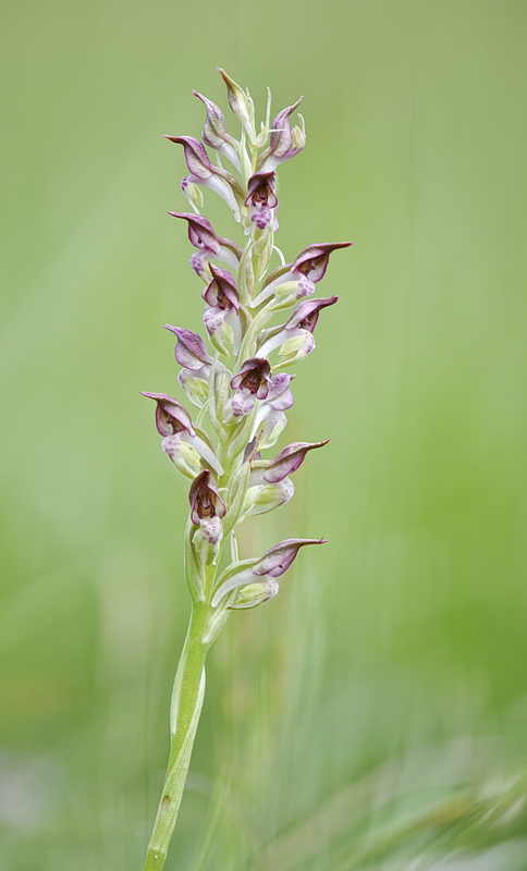 Orchidee Venete 2026 - 1