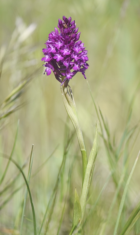 Orchidee Venete 2026 - 1