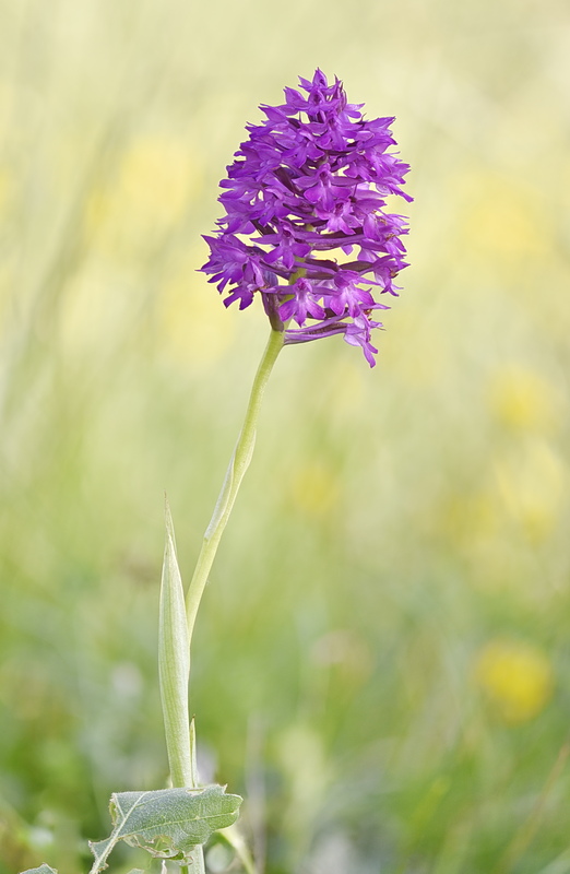 Orchidee Venete 2026 - 1