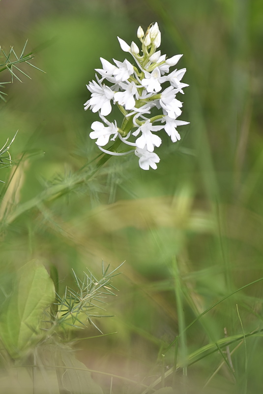 Orchidee Venete 2026 - 1