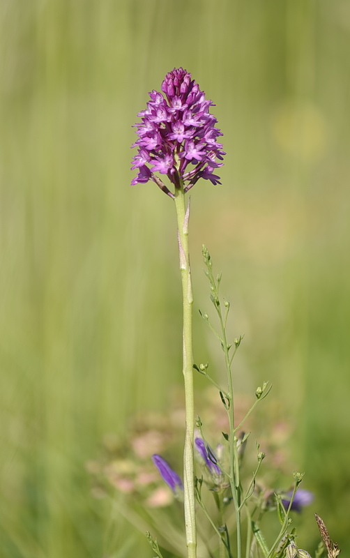 Orchidee Venete 2026 - 1