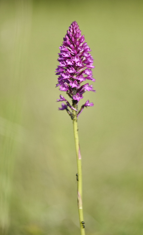 Orchidee Venete 2026 - 1