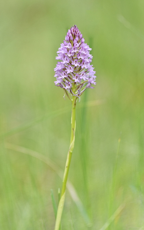 Orchidee Venete 2026 - 1