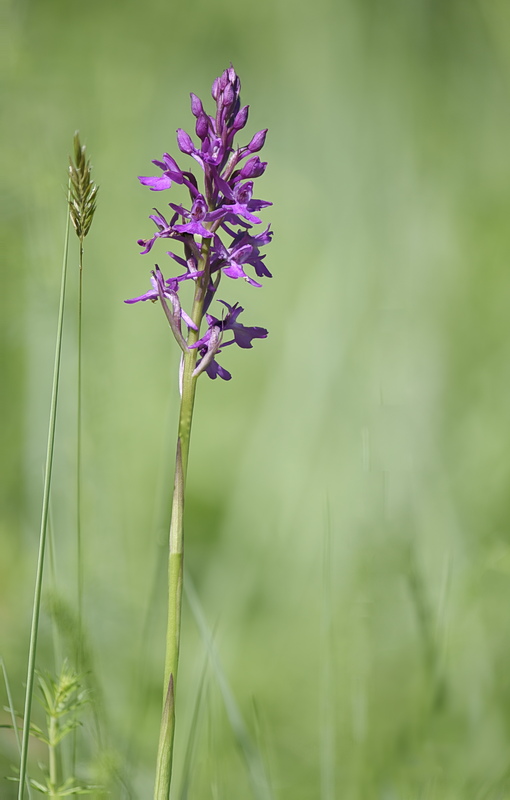 Orchidee Venete 2026 - 1