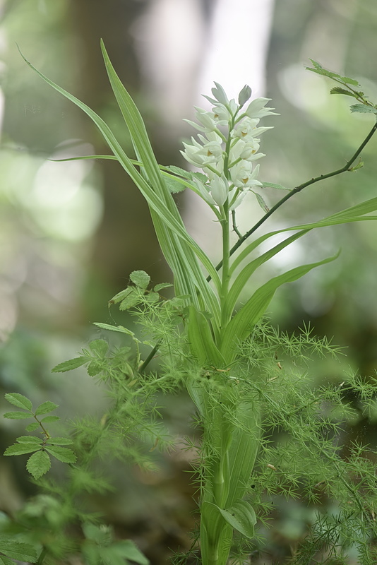 Orchidee Venete 2026 - 2