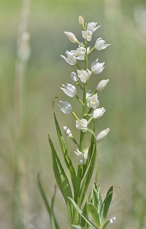 Orchidee Venete 2026 - 2