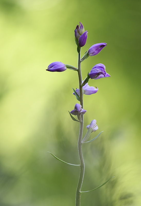 Orchidee Venete 2026 - 2