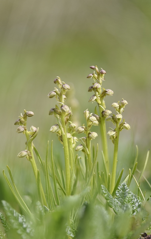 Orchidee Venete 2026 - 2