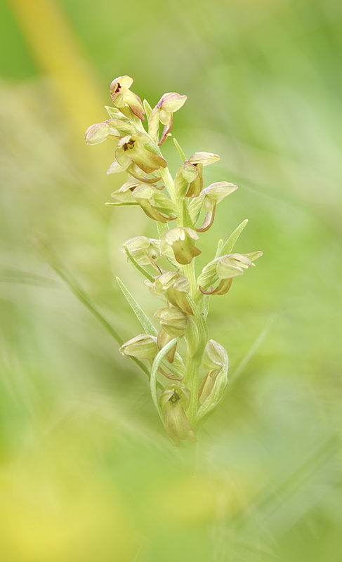 Orchidee Venete 2026 - 2
