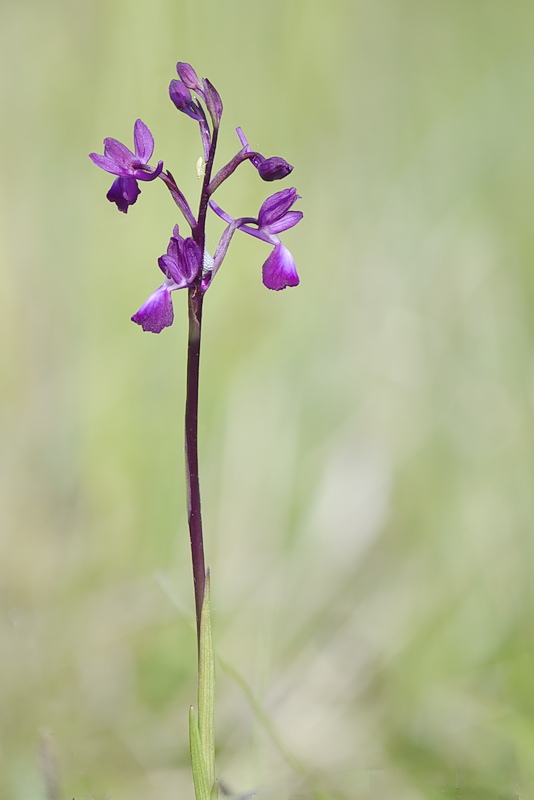 Orchidee Venete 2026 - 1