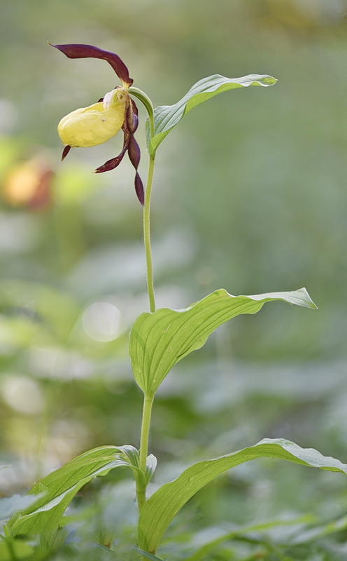 Orchidee Venete 2026 - 2