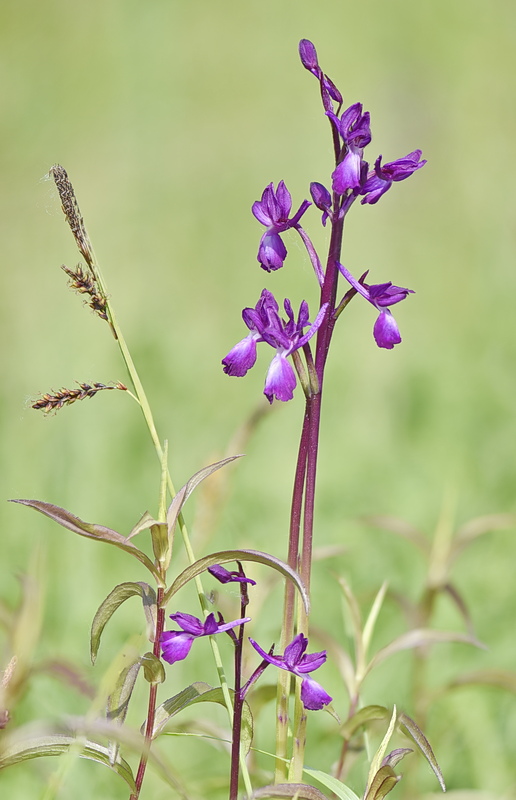 Orchidee Venete 2026 - 1