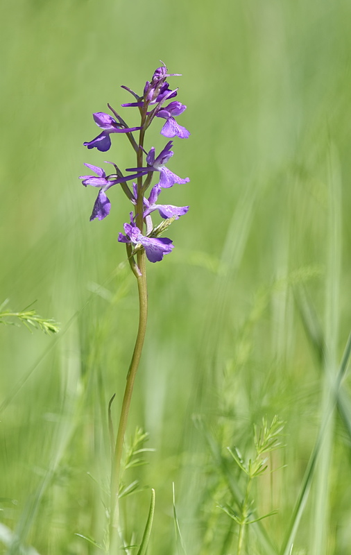Orchidee Venete 2026 - 1
