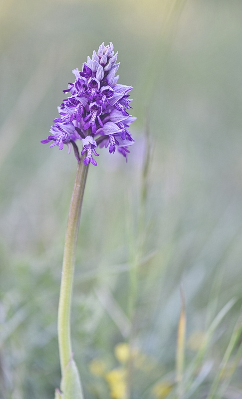 Orchidee Venete 2026 - 10