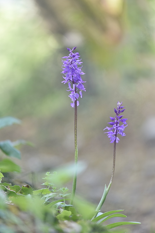 Orchidee Venete 2026 - 10