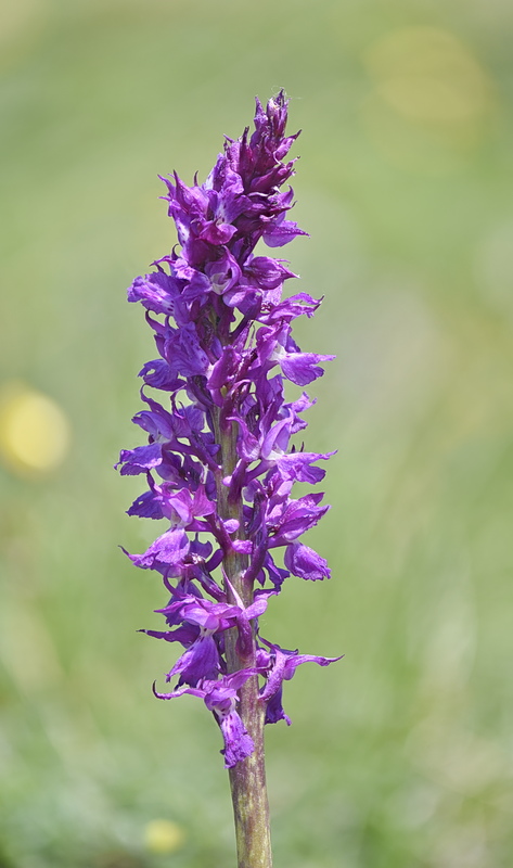 Orchidee Venete 2026 - 10