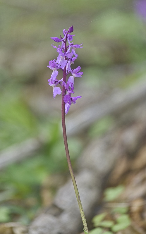 Orchidee Venete 2026 - 10