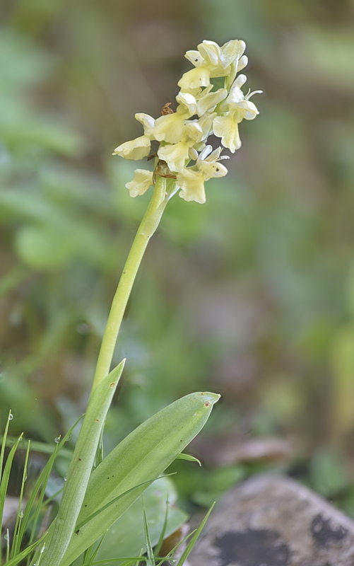 Orchidee Venete 2026 - 10