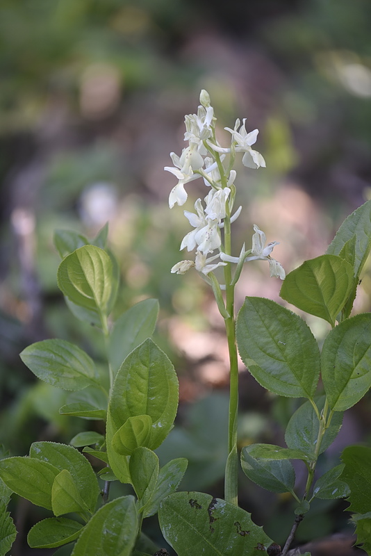 Orchidee Venete 2026 - 10