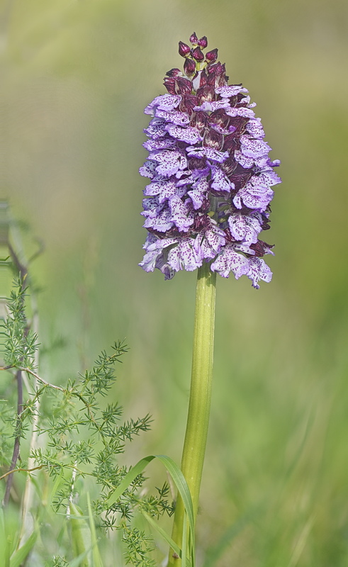 Orchidee Venete 2026 - 10