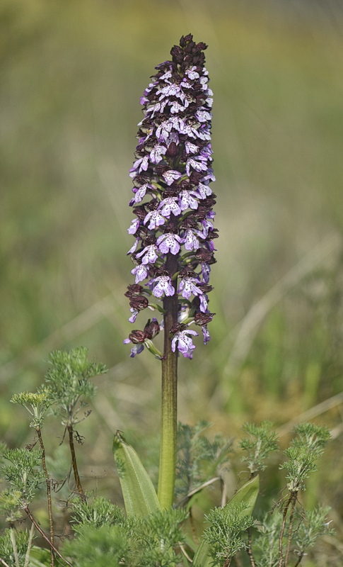 Orchidee Venete 2026 - 10