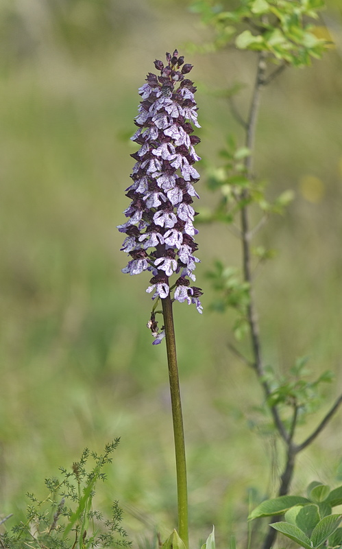 Orchidee Venete 2026 - 10