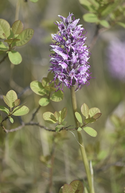 Orchidee Venete 2026 - 10
