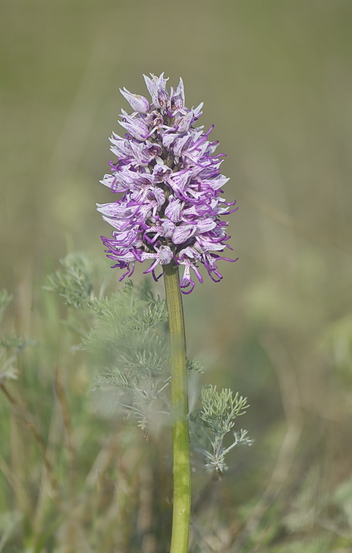 Orchidee Venete 2026 - 10