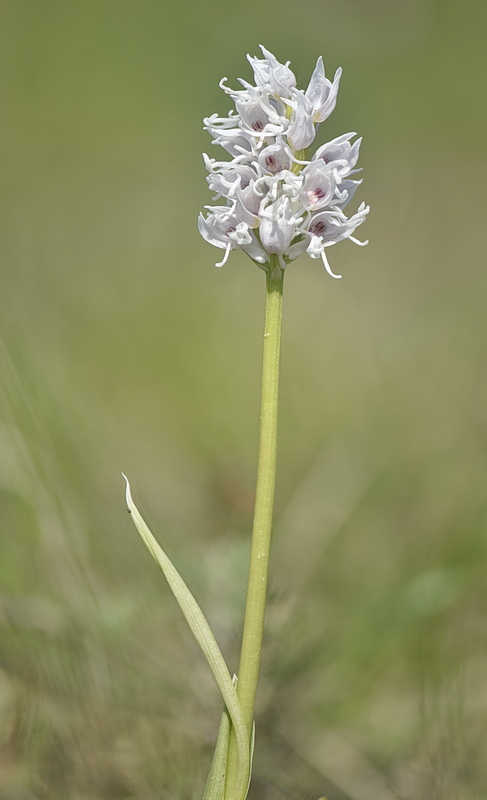 Orchidee Venete 2026 - 10