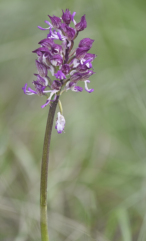 Orchidee Venete 2026 - 10