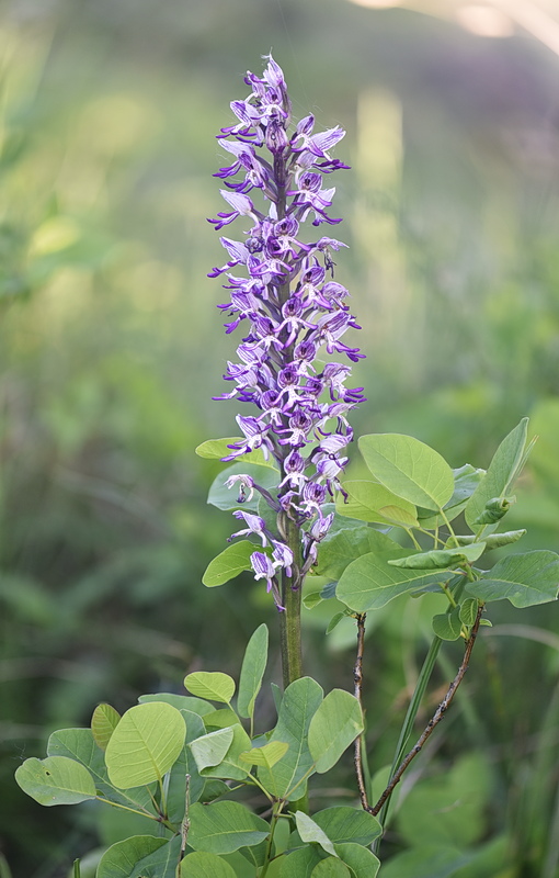 Orchidee Venete 2026 - 10