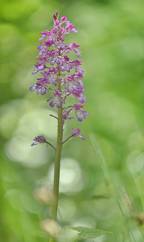 Orchidee Venete 2026 - 10