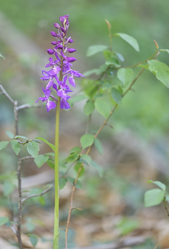 Orchidee Venete 2026 - 10