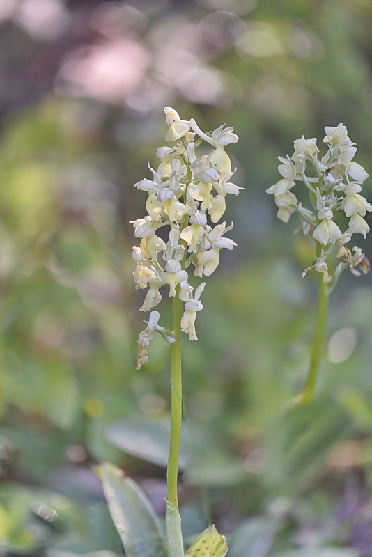 Orchidee Venete 2026 - 10