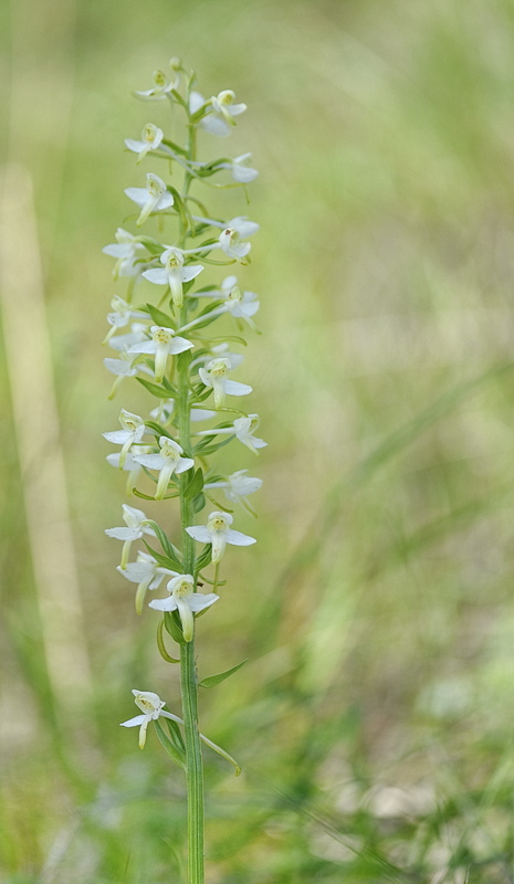 Orchidee Venete 2026 - 11