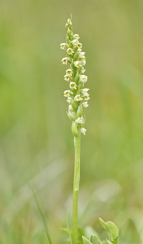 Orchidee Venete 2026 - 11