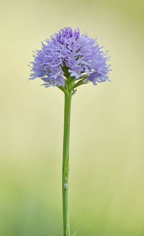 Orchidee Venete 2026 - 11