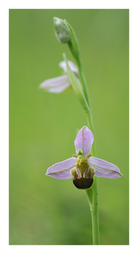 Orchidee Venete 2026 - 8