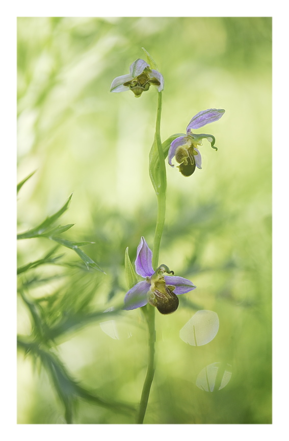 Orchidee Venete 2026 - 8