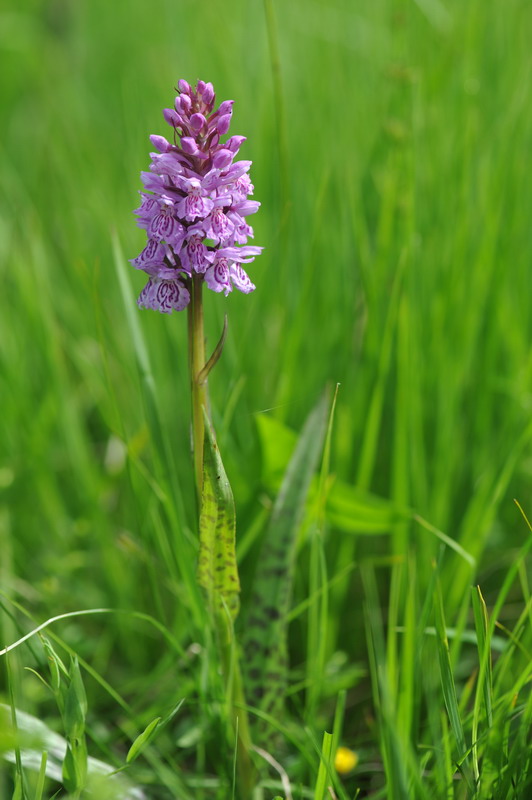 Dactylorhiza varie, pi o meno determinate