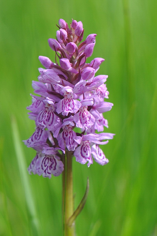 Dactylorhiza varie, pi o meno determinate