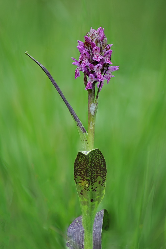 Dactylorhiza varie, pi o meno determinate