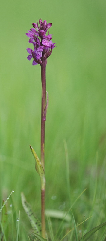 Dactylorhiza varie, pi o meno determinate