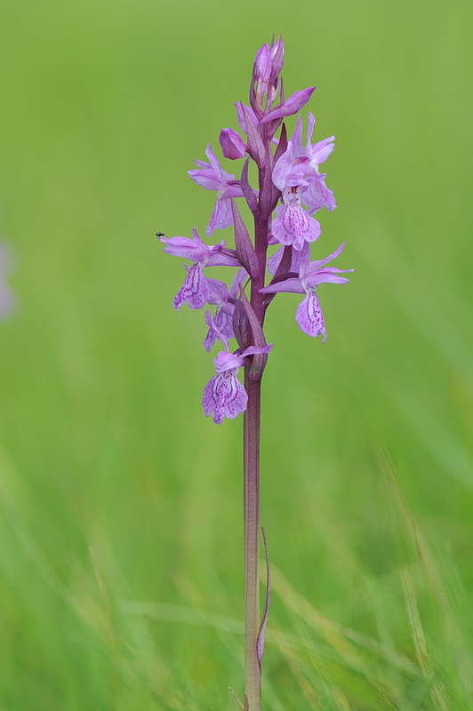 Dactylorhiza varie, pi o meno determinate