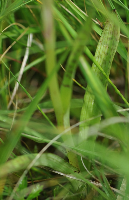 Dactylorhiza varie, pi o meno determinate