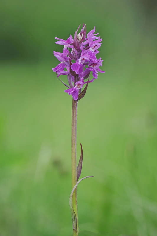 Dactylorhiza varie, pi o meno determinate