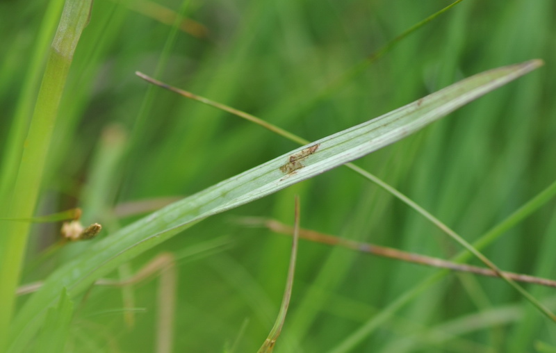 Dactylorhiza varie, pi o meno determinate