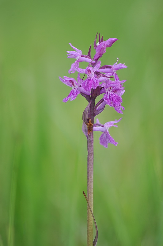 Dactylorhiza varie, pi o meno determinate