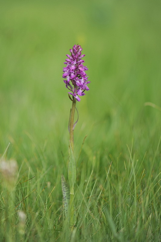 Dactylorhiza varie, pi o meno determinate